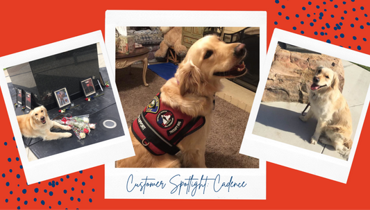 Working Dog Series: Cadence