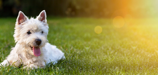Helping Your Dog Avoid Heat Stroke