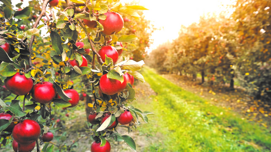 Dog-Friendly Apple Picking