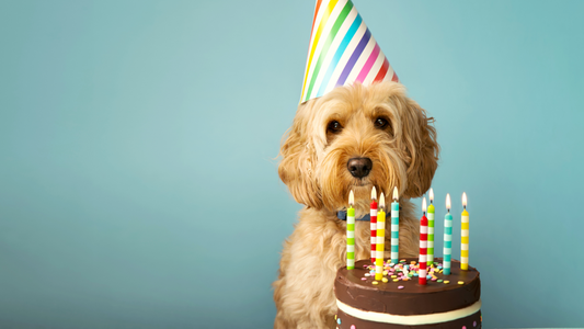 Dog Friendly Birthday Cake