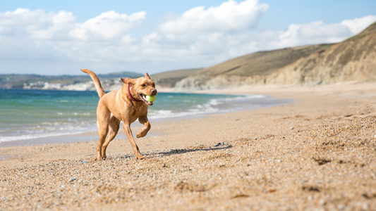 Beach Safety 101