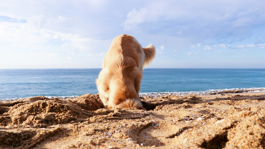 Dog Days of Summer