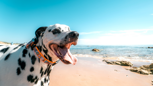 Beach Safety for Pets