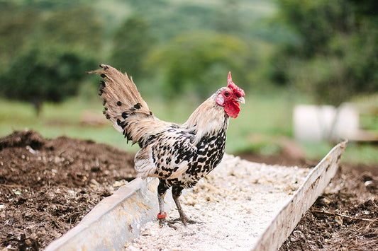The Truth About Meat Meal
