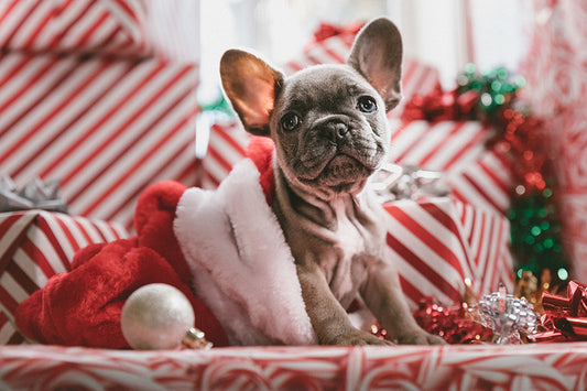 Holiday Decor Safety