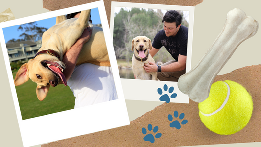 Hello Dog Dads!