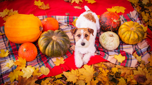 Autumn Greetings