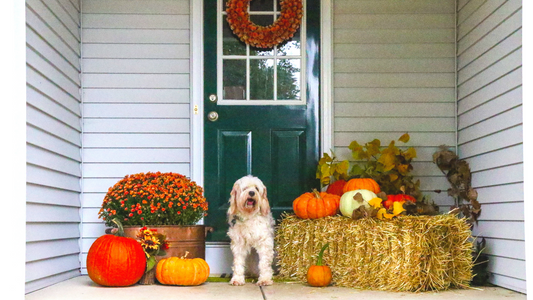 Fall Inspiration