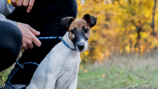 Fall Dog Walking Tips