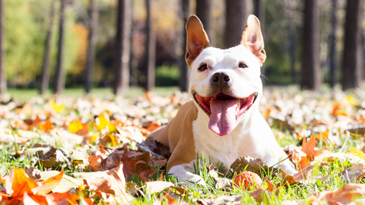 Autumn Greetings