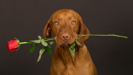 Happy Valentine's Day