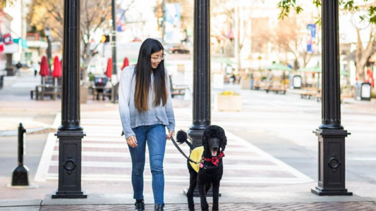 International Guide Dog Day
