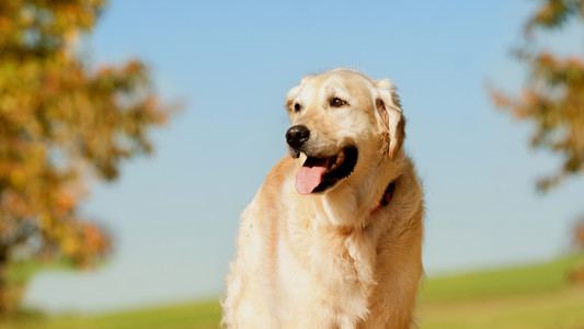 The Best Ways To Spend Fall With Your Dog
