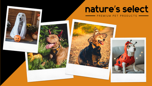 Enter to win FREE Pet Food!