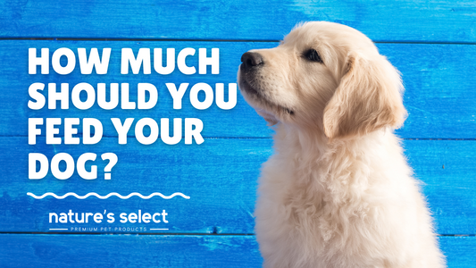 How Much Should You Feed Your Dog?