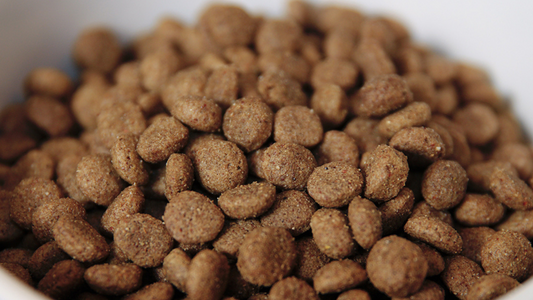 Knowing What to Feed Your Dog