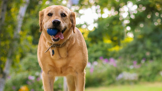 Pet Food by Labor Day