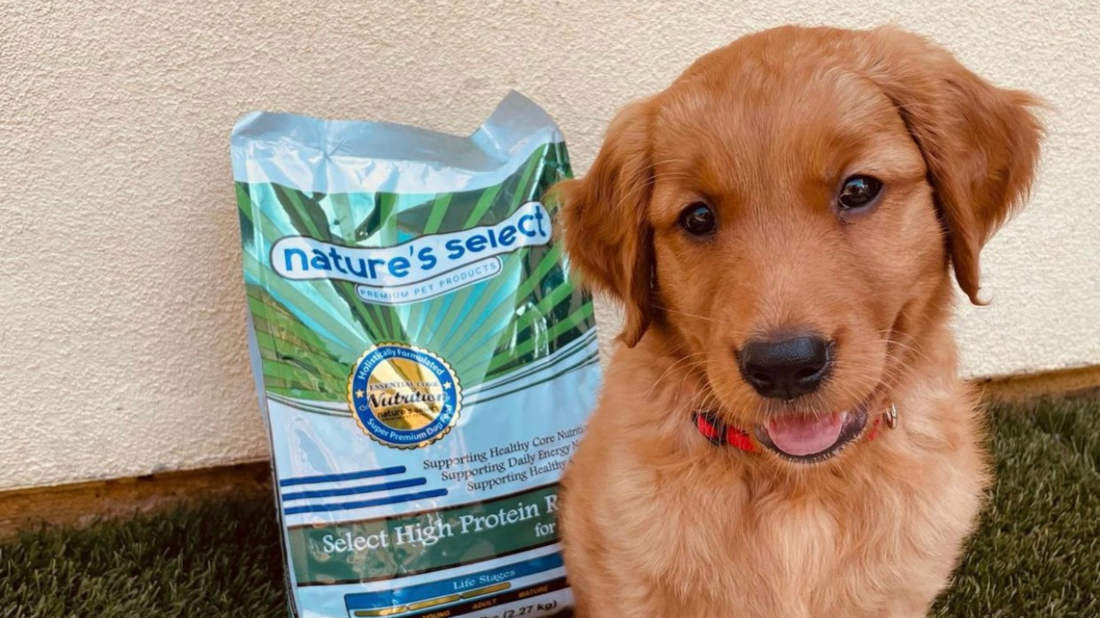 Nature's essentials dog food 2025