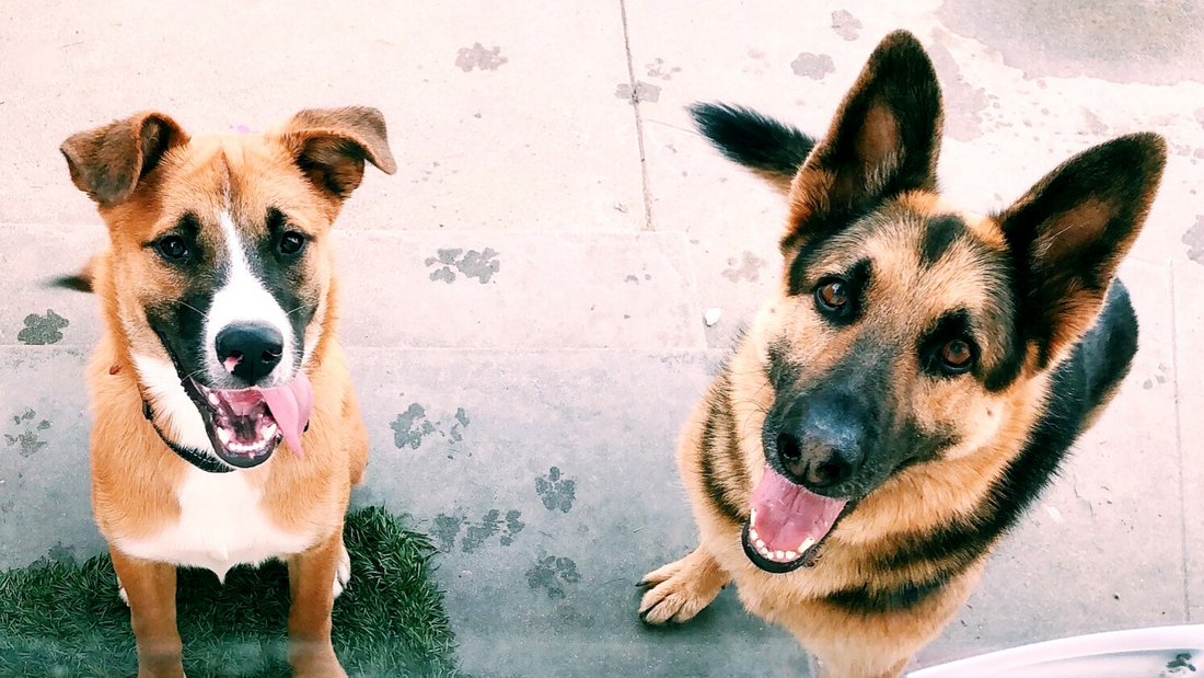 National Rescue Dog Day