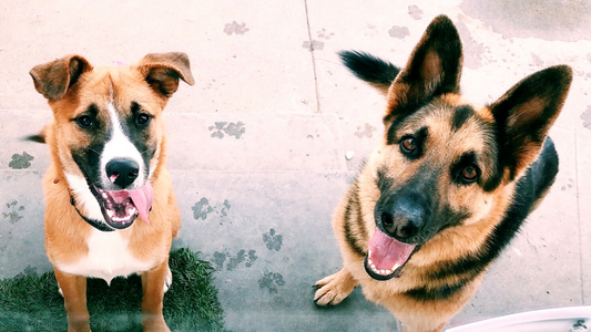 National Rescue Dog Day