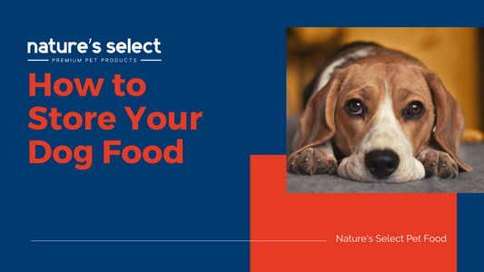 How to Store Your Dog Food for MAX Freshness