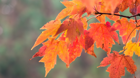 Our November Newsletter