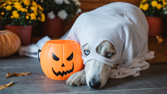 Our October Newsletter