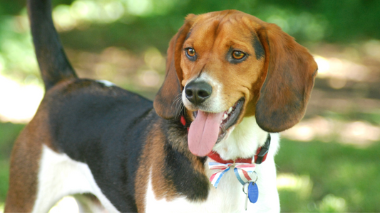National ID Your Pet Day