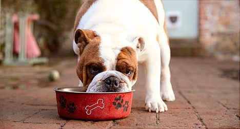 Tips & Tricks for Your Pups Seasonal Allergies