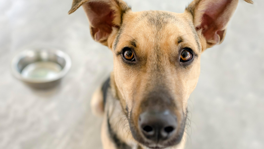 Protect Pet Bowls