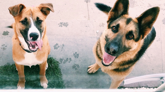 Rescue Dog Day