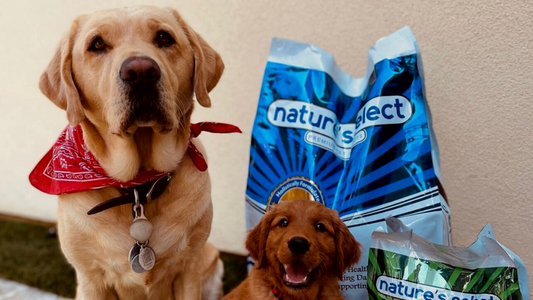 Same Day Pet Food Pickup