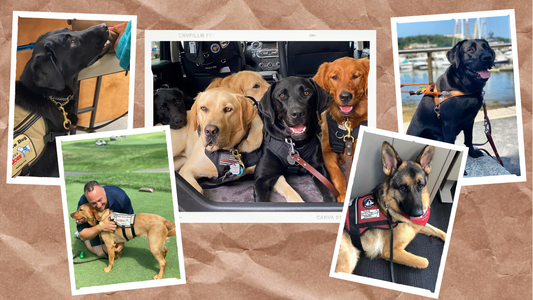 National Service Dog Month