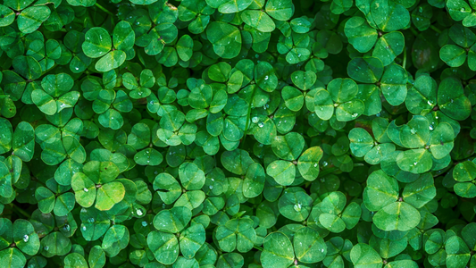 Happy St. Patty's Day