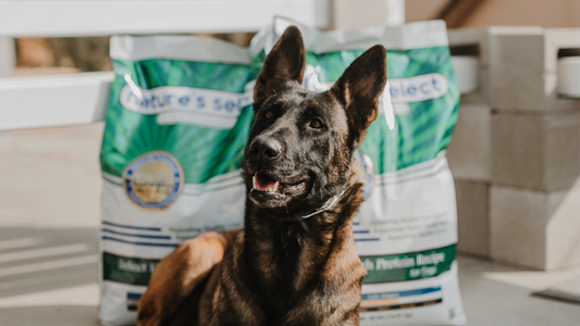 Pet Food Subscriptions