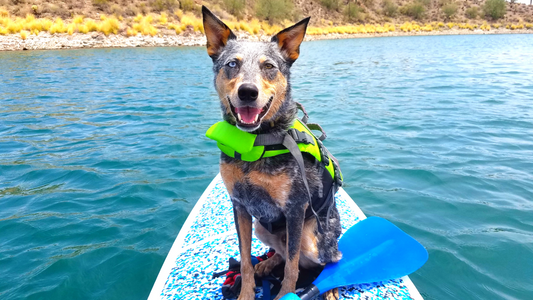 Summer Pet Safety Tips