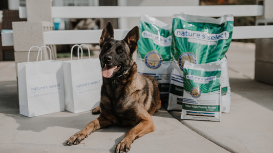 Customer Spotlight: K9 Asa