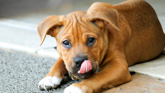Frozen DIY Dog Treat