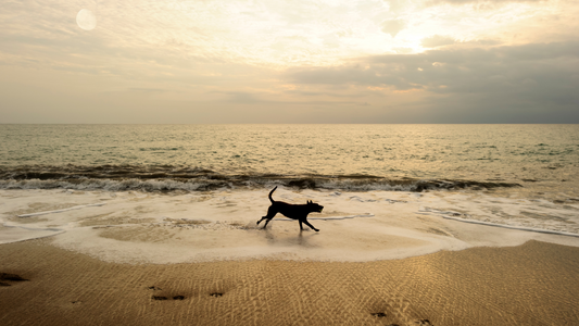 Enjoying the Beach Safely with Your Pup