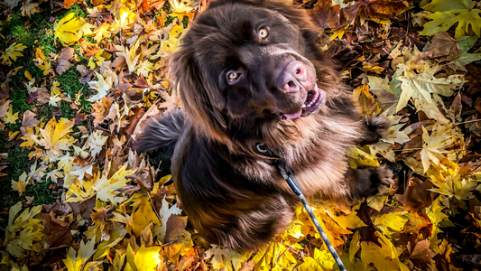 Thanksgiving Meal Enhancements For Your Pup