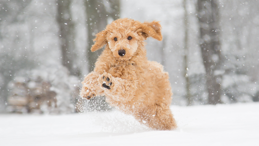 Staying Active with Your Pet Throughout the Winer