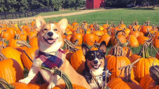 Dog-Friendly Thanksgiving Foods
