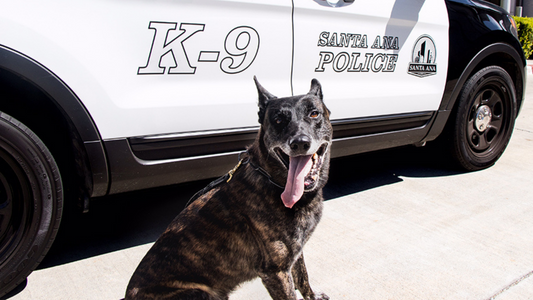 In Memory of K9 Puskas