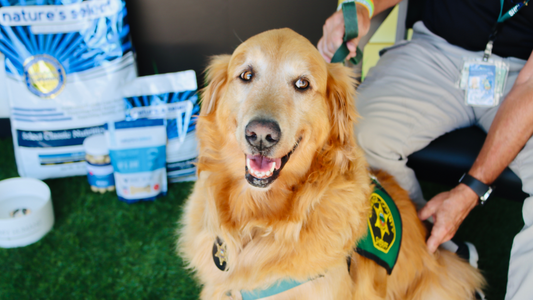 Which Nature's Select Recipe is Right for My Dog?