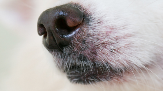 The Why on Whiskers