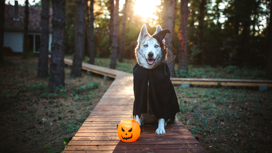 Halloween Costume Contest