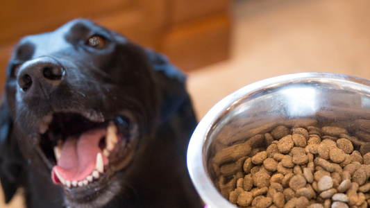 Pet Food Patterns