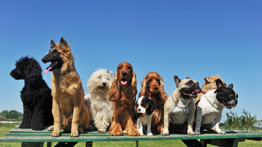 5 Ways To Beat The Heat With Your Pup This Summer