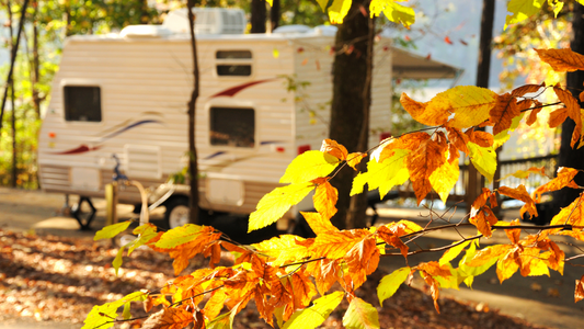 Pet Friendly Camping