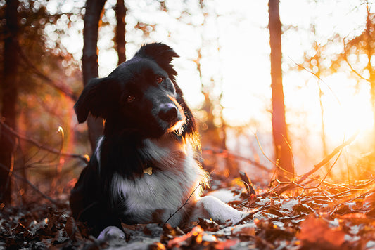 Autumn Pet Safety